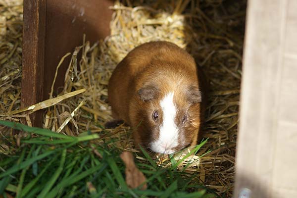 Meerschwein Caramello