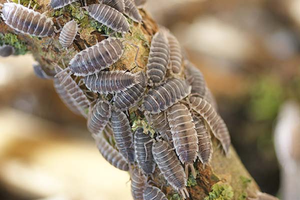 Porcellio Hoffmannseggi