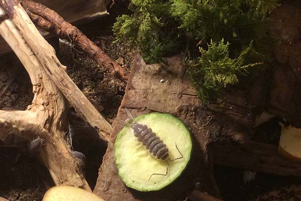 Porcellio hoffmannseggi